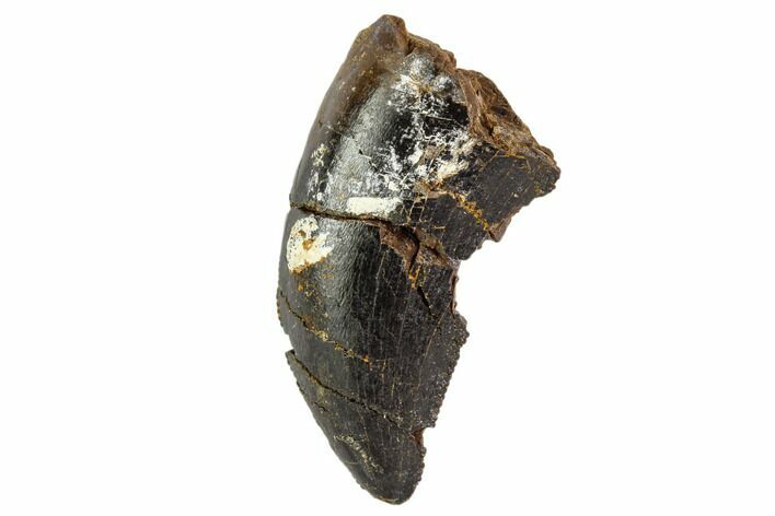 Bargain, Tyrannosaur Tooth - Montana #111008